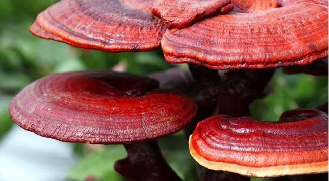 Ganoderma Lucidum Extract