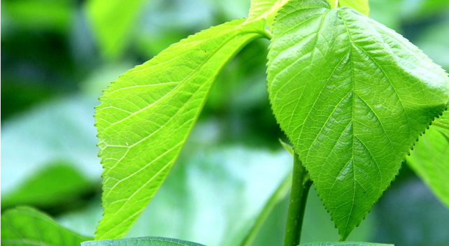 Mulberry Leaf Extract