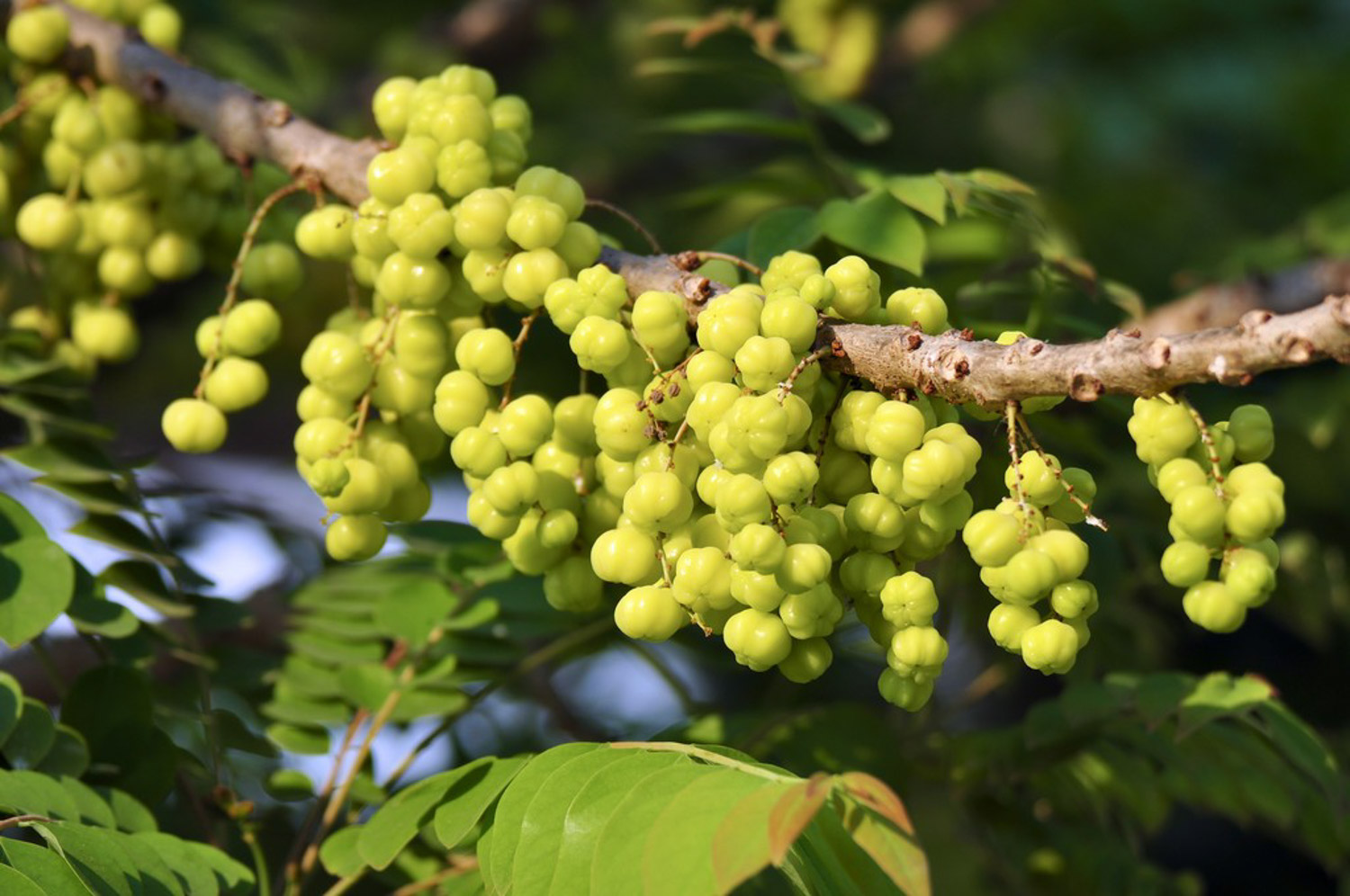 Phyllanthus Emblica