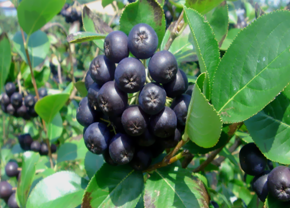 Extract of Aronia Melanocarpa