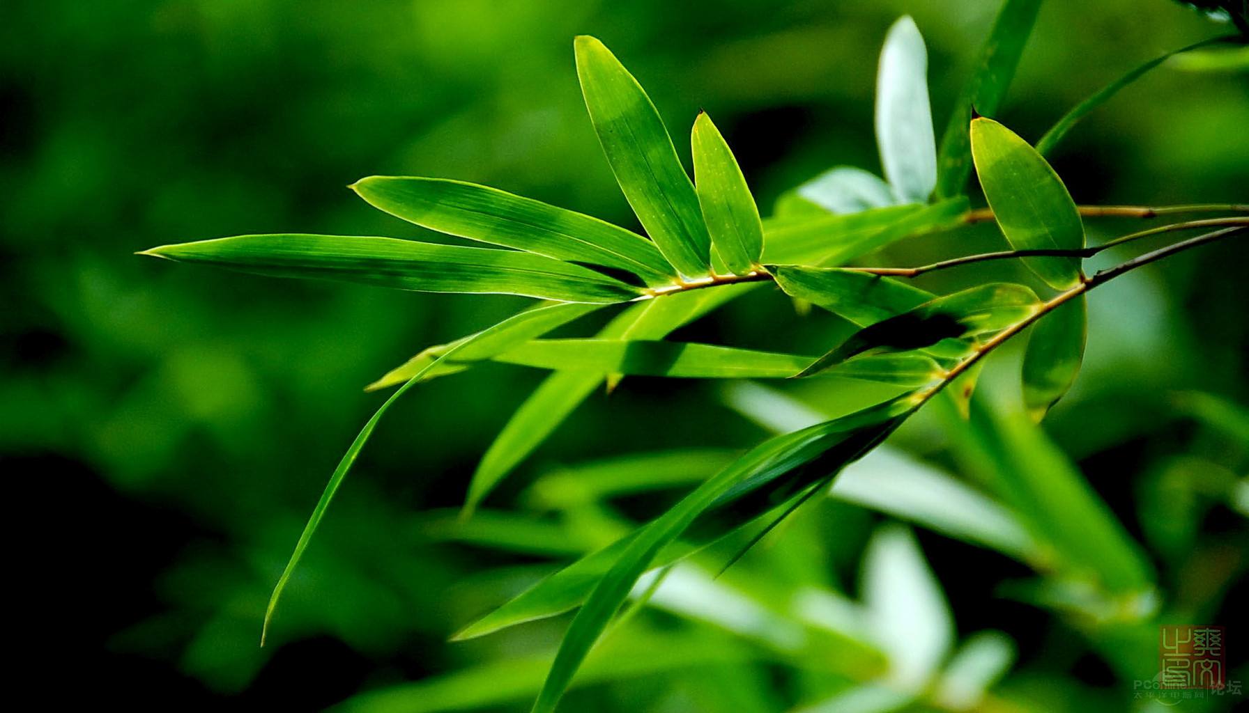 Bamboo Leaf Flavonoid